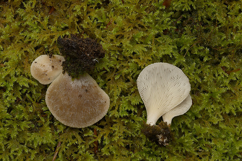 Hohenbuehelia auriscalpium